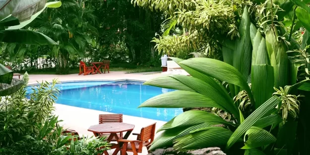 best-poolside-plants best-poolside-plants