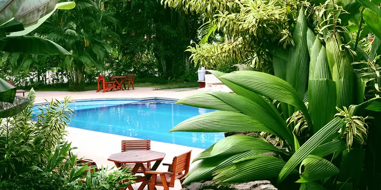 best-poolside-plants best-poolside-plants